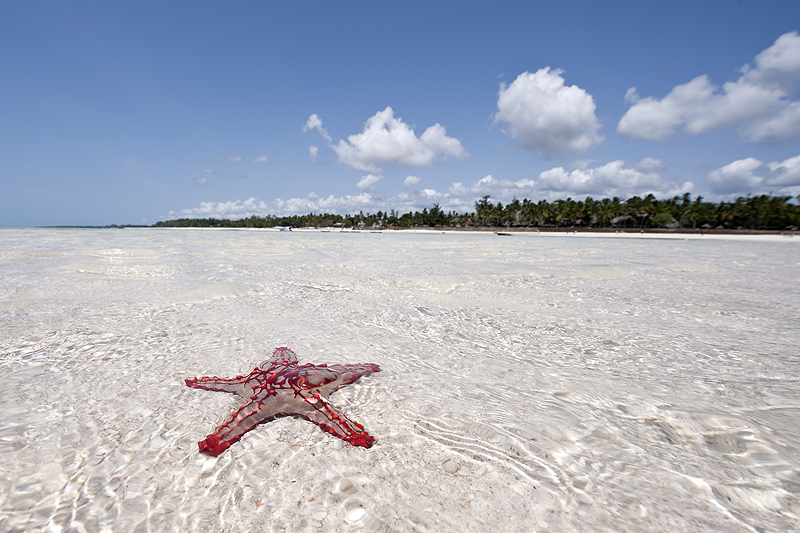 Neptune Palm Beach Resort & SPA: encantador hotel boutique à beira das praias mais belas do Quénia